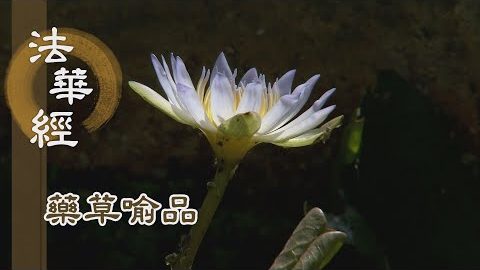 《法華經 藥草喻品》 - 法一機異 契立心願 - 第921集