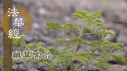 《法華經 藥草喻品》諦理無涯 信解難量 - 第871集