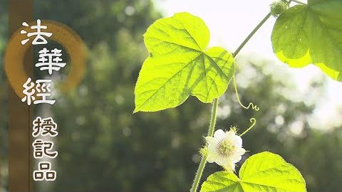 《法華經 授記品》 - 隨佛所行 漸具大道 - 第954集