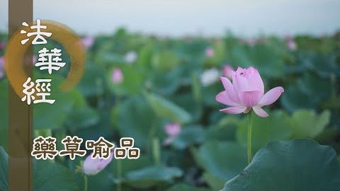 《法華經 藥草喻品》 - 一音演暢 甘露淨法 - 第909集