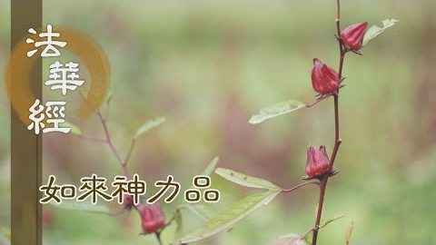 《法華經 如來神力品》同轉法輪 持齋弭疾 - 第1763集