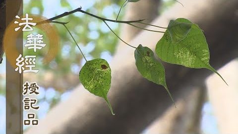 《法華經 授記品》 - 不退菩薩 嚴淨國土 - 第956集