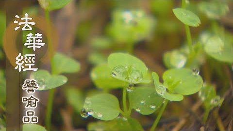 《法華經 譬喻品》觀四念處 明如來藏 - 第571集