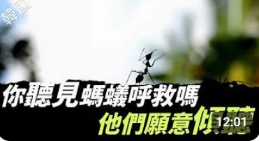 风月同天-你聽見螞蟻呼救嗎