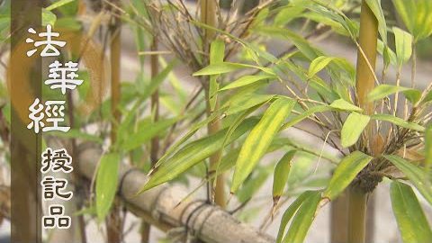 《法華經 授記品》 - 修心無間 得佛授記 - 第970集