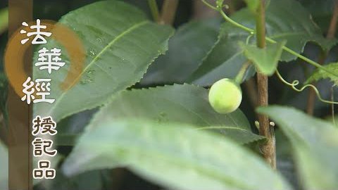 《法華經 授記品》 - 長劫循道 志求佛果 - 第947集