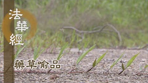 《法華經 藥草喻品》 - 充潤枯槁 令眾得樂 - 第907集