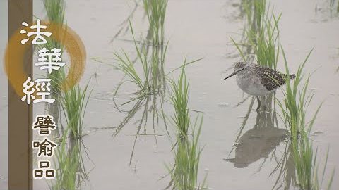 《法華經 譬喻品》得出火宅 無復障礙 - 第562集