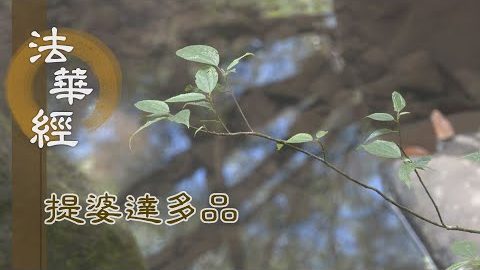 《法華經 提婆達多品》- 因圓趨果 轉女成男 - 第1357集