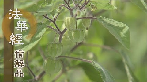 《法華經 信解品》精勤修道 造福修慧 - 第795集