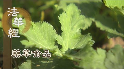 《法華經 藥草喻品》 - 隨其根力 所證各異 - 第913集