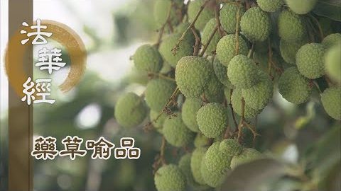 《法華經 藥草喻品》 - 佛平等說 稟潤各殊 - 第918集
