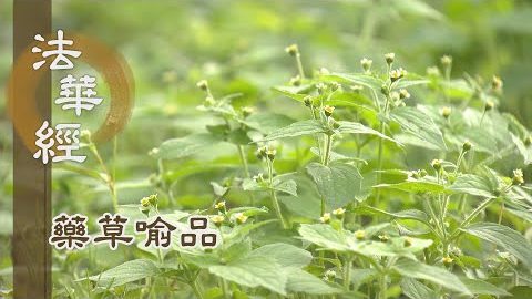 《法華經 藥草喻品》 - 恆度眾生樂善利 - 第889集