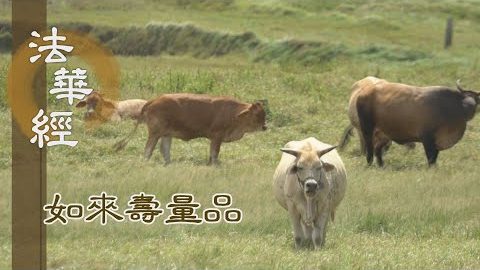 缺善薄德 難可遇佛 - 第1531集