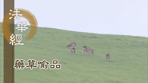 《法華經 藥草喻品》 - 法雨普霑 隨器成就 - 第890集