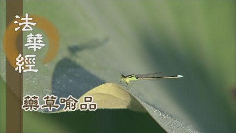 《法華經 藥草喻品》 - 身口意密 慈悲應化 - 第875集