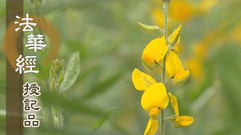 《法華經 授記品》 - 滅生死苦 得無上覺 - 第945集